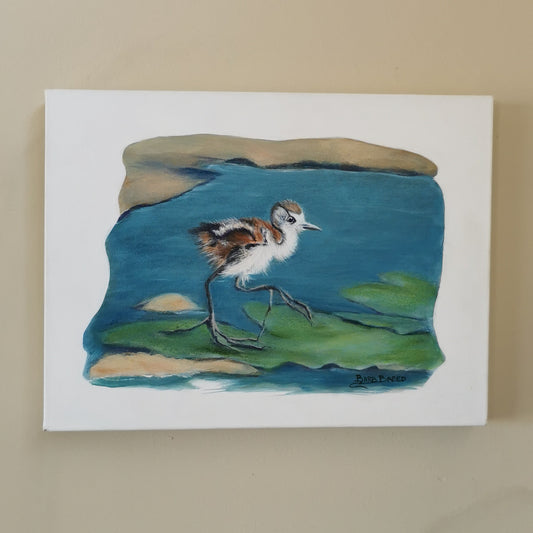 Curious Baby Jacana 1